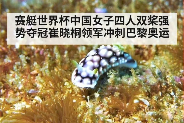 赛艇世界杯中国女子四人双桨强势夺冠崔晓桐领军冲刺巴黎奥运